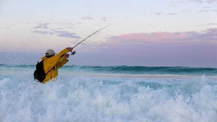 泰龐海鰱魚繁殖季節(jié)特點(diǎn)：泰龐海鰱魚的繁殖季節(jié)特點(diǎn) 其他寵物 第5張