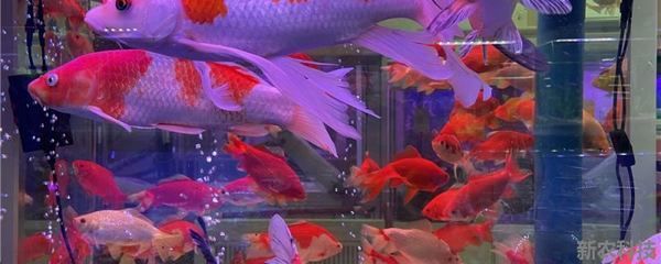 錦鯉魚(yú)體色變化原因：如何通過(guò)飼料改善錦鯉體色