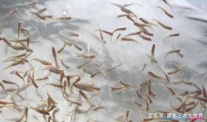 魚苗白點病的治療方法：如何治療魚苗白點病 其他寵物 第5張