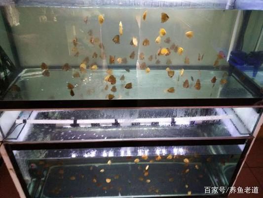 龍魚吐白色的東西怎么回事：龍魚吐出白色物體是為什么，龍魚吐出來的白色東西是什么 水族問答 第1張