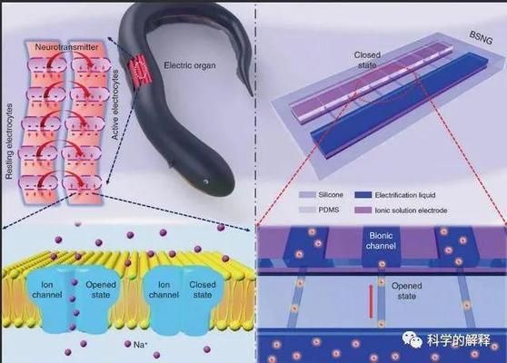 電鰻放電如何影響食物鏈？：電鰻放電對生態(tài)系統(tǒng)有何影響電鰻放電對生態(tài)系統(tǒng)有何影響