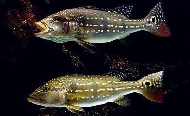 申古三間魚適宜的水族箱大?。荷旯湃g魚適宜水族箱大小 其他寵物 第4張