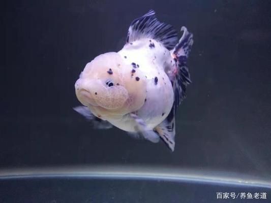 金魚疾病治療方法對比：金魚常見疾病治療方法 其他寵物 第4張