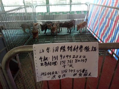 飼料鱖馴化成功率提升技巧：如何提升飼料鱖的馴化成功率