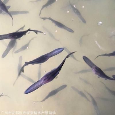 陽西縣海水魚苗繁育技術領先之處：陽西縣海水魚苗繁育技術在多個方面展現出其領先地位