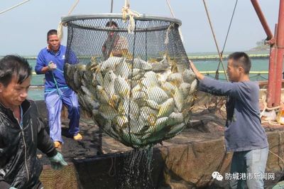 陽西縣海水魚苗繁育技術(shù)領(lǐng)先之處：陽西縣海水魚苗繁育技術(shù)在多個(gè)方面展現(xiàn)出其領(lǐng)先地位 其他寵物 第5張