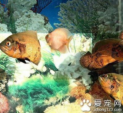 寶石魚適宜的飼養(yǎng)密度是多少：寶石魚適宜飼養(yǎng)密度 其他寵物 第4張