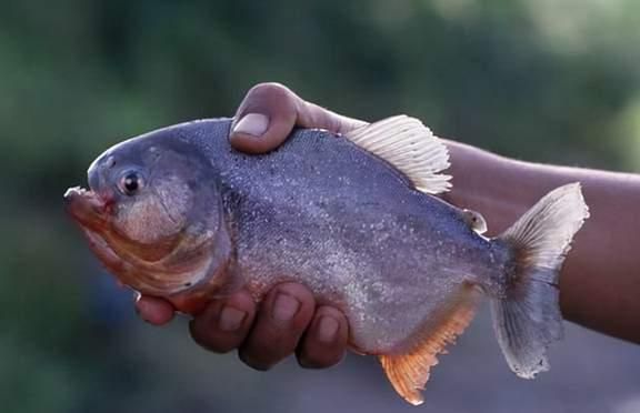 食人魚攻擊行為的誘因：食人魚攻擊行為的原因和動機(jī) 其他寵物 第2張