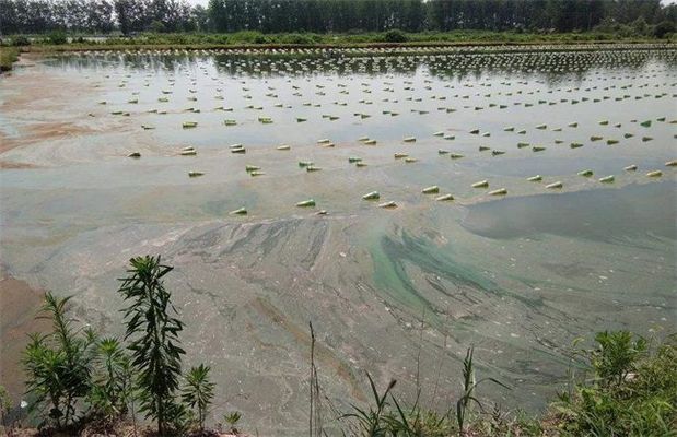 特殊天氣對(duì)魚(yú)健康的影響：特定天氣條件對(duì)魚(yú)類健康的影響 其他寵物 第1張