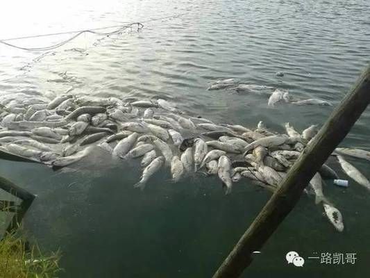 溶解氧不足對魚苗免疫的影響：溶解氧不足對魚苗免疫的具體影響 其他寵物 第2張