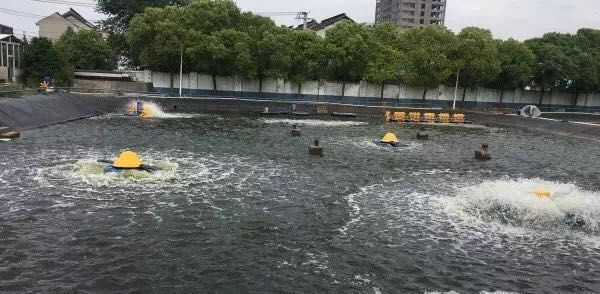 溶解氧不足對魚苗免疫的影響：溶解氧不足對魚苗免疫的具體影響 其他寵物 第4張