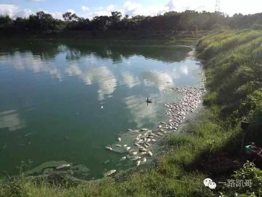 溶解氧不足對魚苗免疫的影響：溶解氧不足對魚苗免疫的具體影響 其他寵物 第5張