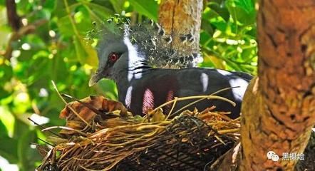 赤荔鳳冠魚繁殖方式介紹：赤荔鳳冠魚的繁殖方式 其他寵物 第4張