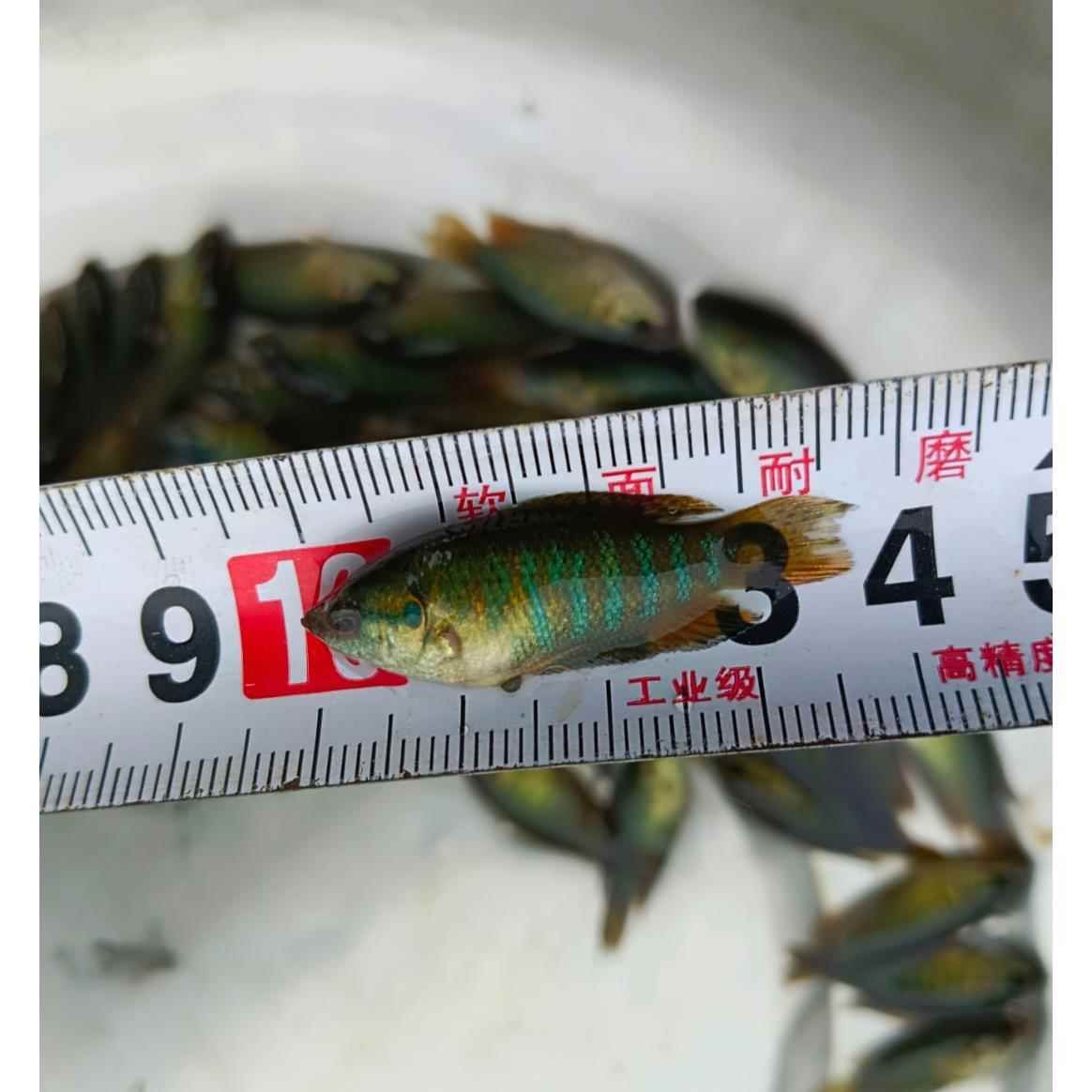 大日玉鯖魚水質(zhì)調(diào)控方法：大日玉鯖魚水質(zhì)調(diào)控方法無法準(zhǔn)確回答 其他寵物 第4張