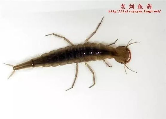 水生昆蟲幼體安全性評估：關(guān)于水生昆蟲幼體的安全性評估 其他寵物 第1張