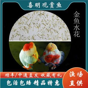 元寶鯽魚苗鹽水處理的最佳時(shí)機(jī)：元寶鯽魚苗鹽水處理最佳時(shí)機(jī)之前需要了解養(yǎng)殖環(huán)境的準(zhǔn)備工作 其他寵物 第4張