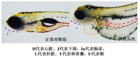 化學(xué)品對(duì)斑馬魚(yú)的毒性研究：斑馬魚(yú)模型在化學(xué)品對(duì)基因的毒性研究中發(fā)揮著重要作用 其他寵物 第2張