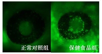 化學(xué)品對(duì)斑馬魚(yú)的毒性研究：斑馬魚(yú)模型在化學(xué)品對(duì)基因的毒性研究中發(fā)揮著重要作用 其他寵物 第5張