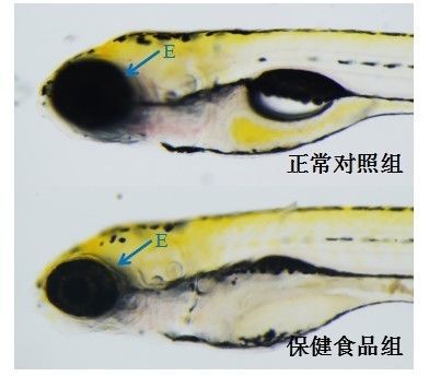 化學(xué)品對(duì)斑馬魚(yú)的毒性研究：斑馬魚(yú)模型在化學(xué)品對(duì)基因的毒性研究中發(fā)揮著重要作用 其他寵物 第4張