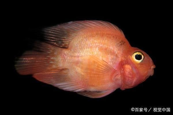 夜間水族箱是否需要照明：夜間是否需要為水族箱照明 其他寵物 第2張