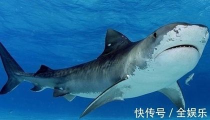 龍魚拖便怎么處理干凈：如何處理龍魚拖便問題 水族問答 第5張