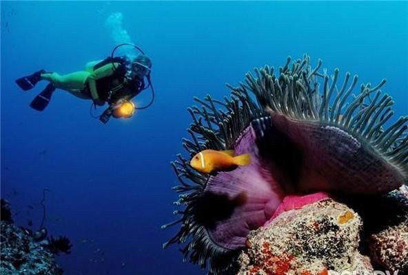 熱帶魚繁殖期間的飲食管理：熱帶魚繁殖期飼料選擇指南, 其他寵物 第2張