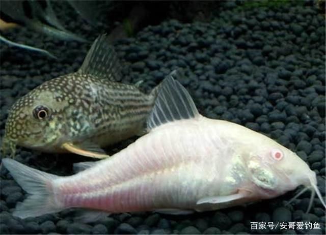 熱帶魚繁殖期間的飲食管理：熱帶魚繁殖期飼料選擇指南, 其他寵物 第1張