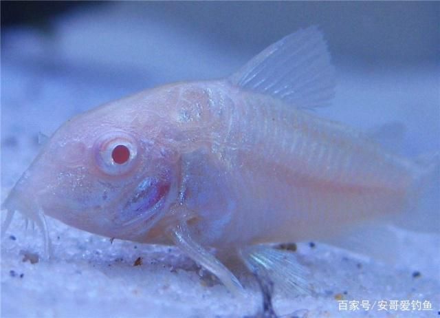 熱帶魚繁殖期間的飲食管理：熱帶魚繁殖期飼料選擇指南, 其他寵物 第3張