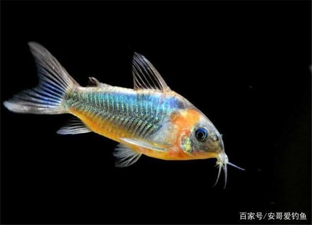 熱帶魚繁殖期間的飲食管理：熱帶魚繁殖期飼料選擇指南, 其他寵物 第4張