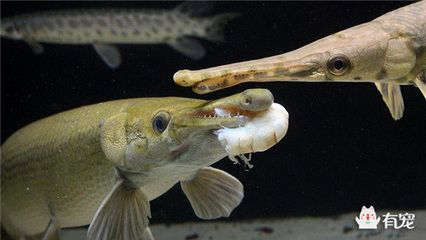 食物鏈頂端魚類的危害：食物鏈頂端的魚類對生態(tài)系統(tǒng)的危害 其他寵物 第2張