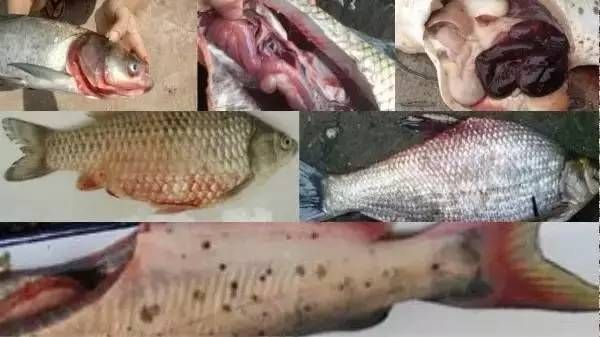 龍魚拖長便：龍魚為什么要拖長便便？ 水族問答 第2張