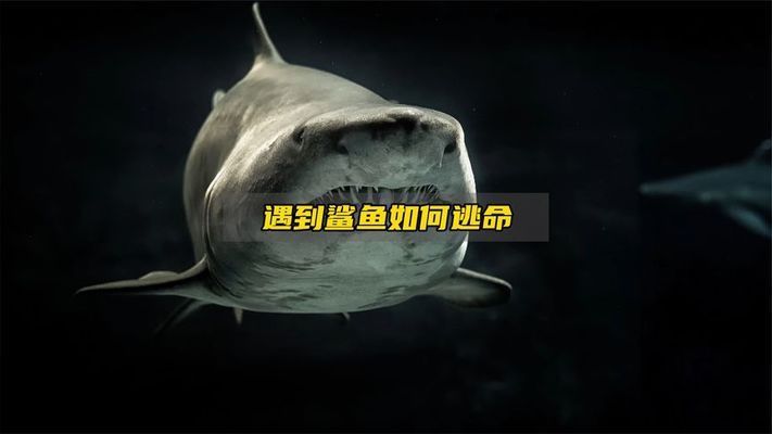 鯊魚攻擊時(shí)的自我保護(hù)技巧：鯊魚攻擊后的自我保護(hù)策略，掌握自我保護(hù)技巧至關(guān)重要 其他寵物 第3張