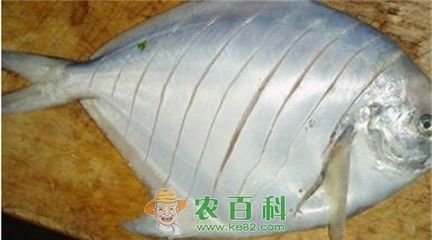 黃鰭鯧魚水霉病預(yù)防措施：養(yǎng)殖密度過大是導(dǎo)致水霉病發(fā)生的一個(gè)重要因素應(yīng)合理控制養(yǎng)殖密度 其他寵物 第4張