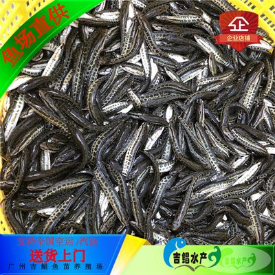 黃鰭鯧魚水霉病預(yù)防措施：養(yǎng)殖密度過大是導(dǎo)致水霉病發(fā)生的一個(gè)重要因素應(yīng)合理控制養(yǎng)殖密度 其他寵物 第1張