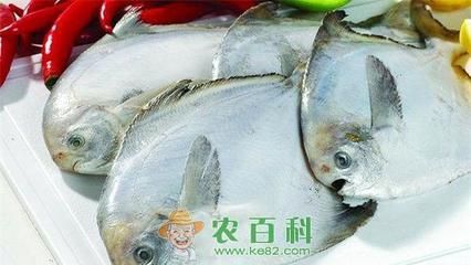 黃鰭鯧魚水霉病預(yù)防措施：養(yǎng)殖密度過大是導(dǎo)致水霉病發(fā)生的一個(gè)重要因素應(yīng)合理控制養(yǎng)殖密度 其他寵物 第3張