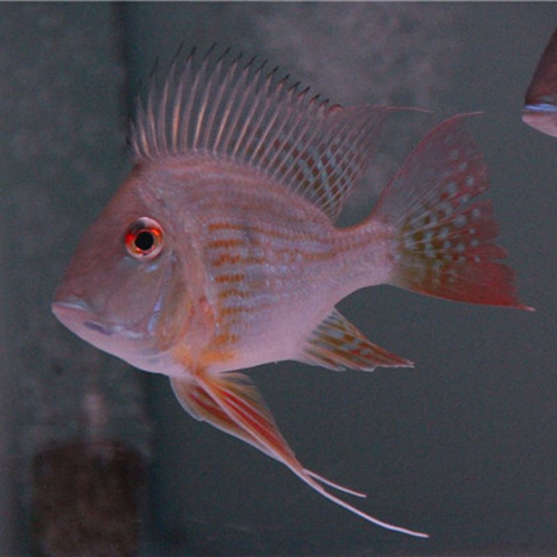 元寶鳳凰魚(yú)繁殖期疾病預(yù)防誤區(qū)：元寶鳳凰魚(yú)繁殖期疾病預(yù)防 其他寵物 第3張