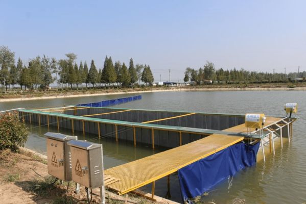 三間魚幼魚飼料馴化方法：三間魚幼魚飼料營養(yǎng)搭配 其他寵物 第2張