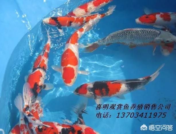 錦鯉魚繁殖后親魚護理：錦鯉繁殖后親魚的護理 其他寵物 第3張