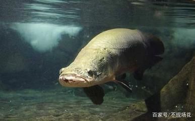 巨骨舌魚幼魚期投喂技巧：巨骨舌魚幼魚期投喂技巧巨骨舌魚幼魚消化不良處理 其他寵物 第3張