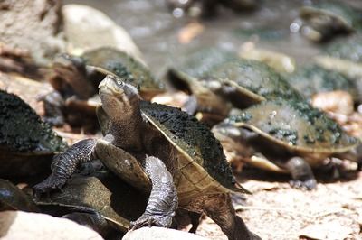 朱巴利魚苗最佳飼料選擇：關(guān)于朱巴利魚苗的最佳飼料選擇沒有直接相關(guān)的答案