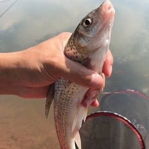 朱巴利魚苗最佳飼料選擇：關(guān)于朱巴利魚苗的最佳飼料選擇沒有直接相關(guān)的答案 其他寵物 第5張