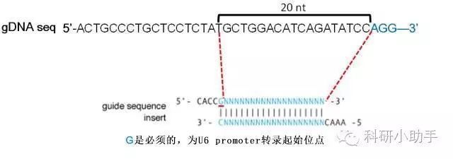 龍魚晚上關(guān)燈會(huì)引起掉眼嗎：龍魚在晚上關(guān)燈后掉眼怎么辦？ 水族問答 第2張