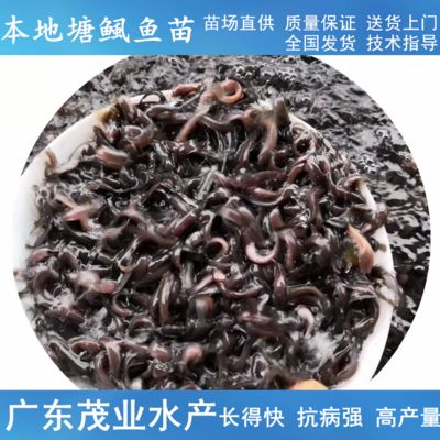 塘鲺魚苗運(yùn)輸防逃技術(shù)方法：塘鲺魚苗運(yùn)輸成本控制策略, 其他寵物 第4張