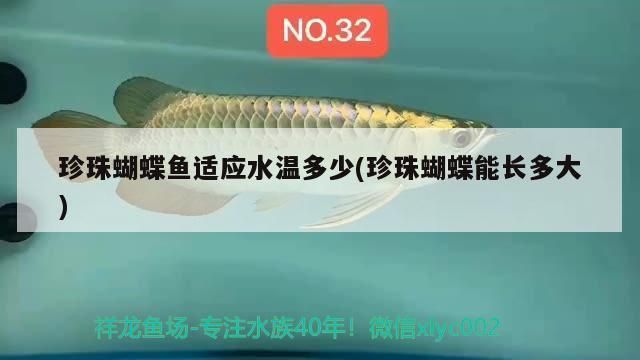 蝴蝶魚水溫過高影響解析：蝴蝶魚水溫過高會影響生長和活躍度，養(yǎng)殖者應(yīng)采取適當?shù)拇胧? title=