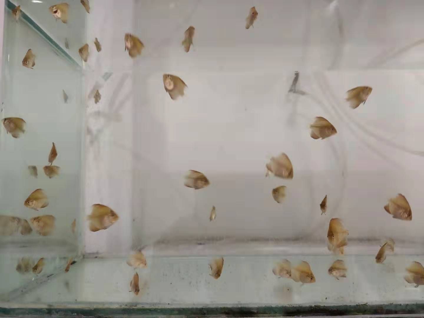 魚苗飼料防潮存儲方法：摘要魚苗飼料防潮存儲方法對于維持魚苗健康生長至關(guān)重要 其他寵物 第2張