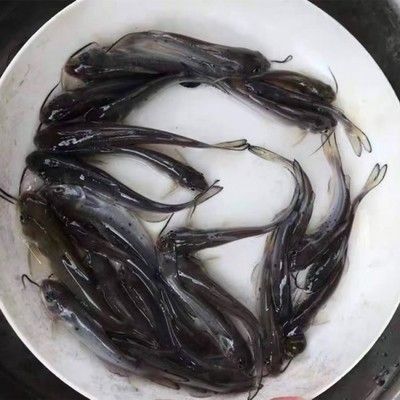 活魚批發(fā)市場(chǎng)魚苗種類價(jià)格：活魚批發(fā)市場(chǎng)上的魚苗種類及價(jià)格信息及價(jià)格信息 其他寵物 第1張