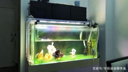 水族箱光照對水質(zhì)影響：水族箱中的光照對水質(zhì)的影響 其他寵物 第4張