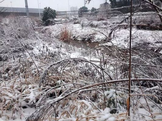 雪鯽魚繁殖水溫波動(dòng)影響：雪鯽魚繁殖水溫波動(dòng)對(duì)魚類繁殖有影響嗎，鯽魚繁殖期如何控溫 其他寵物 第6張