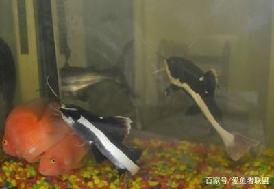 龍魚晚上爬缸正常嗎：關(guān)于龍魚夜間爬缸的問題 水族問答 第1張