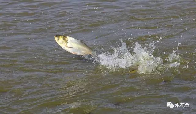 魚類適宜溶氧值范圍：魚類適宜的溶氧值范圍 其他寵物 第1張